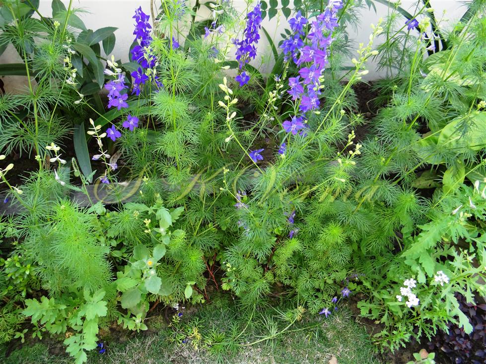 Plants